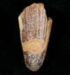 Cretaceous Crocodile Tooth - Morocco #6977-1